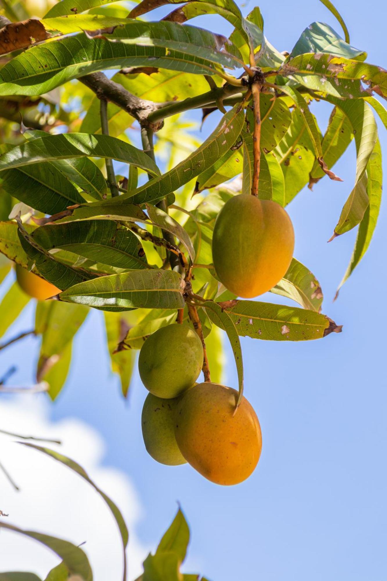 Amaris Mango Seafront Villa Granelli Eksteriør bilde
